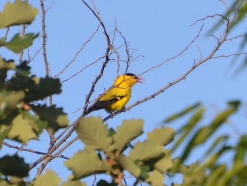 Black-naped Oriole
