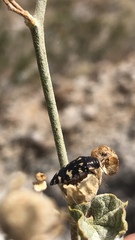 Acmaeodera vernalis