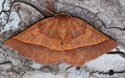 Yellow-washed Metarranthis Moth