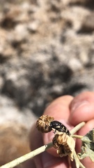 Acmaeodera vernalis