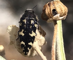 Acmaeodera vernalis