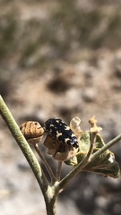 Acmaeodera vernalis