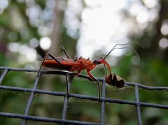 Gminatus australis