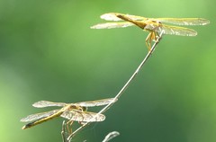 Libellula needhami