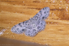 Scopula plantagenaria