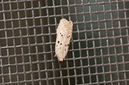 Ten-spotted Honeysuckle Moth photo 5