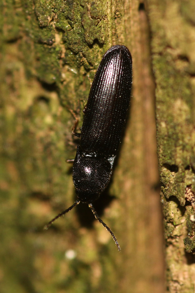 Procraerus tibialis