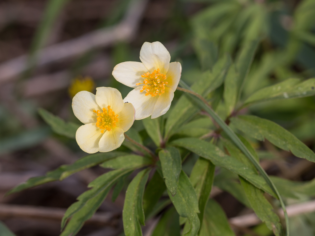 Anemonoides uralensis