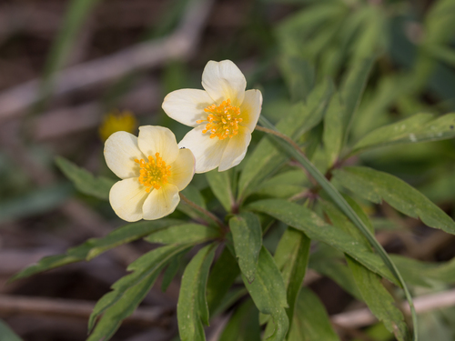 Anemonoides uralensis