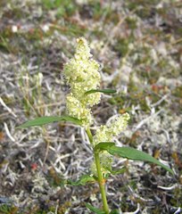 Koenigia tripterocarpa