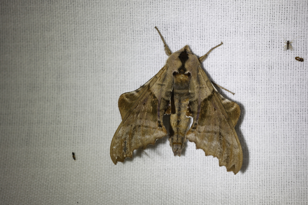 Blinded Sphinx from Lambton County, ON, Canada on June 25, 2024 at 12: ...