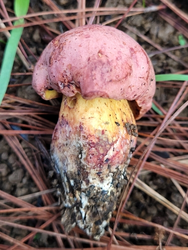 Lanmaoa asiatica