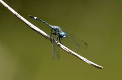 Micrathyria longifasciata