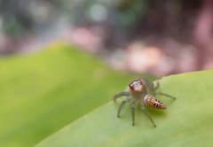 Opisthoncus parcedentatus