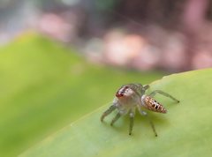 Opisthoncus parcedentatus