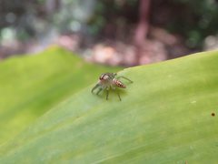 Opisthoncus parcedentatus