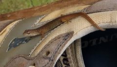 Saproscincus challengeri