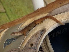 Saproscincus challengeri