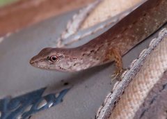 Saproscincus challengeri