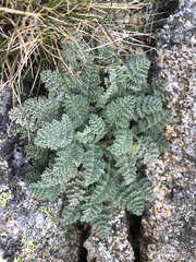 Chaerophyllum brevipes