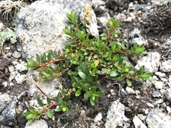 Epilobium tasmanicum