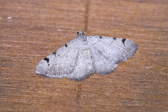 Digrammia triviata