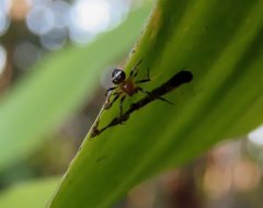 Araneus albotriangulus