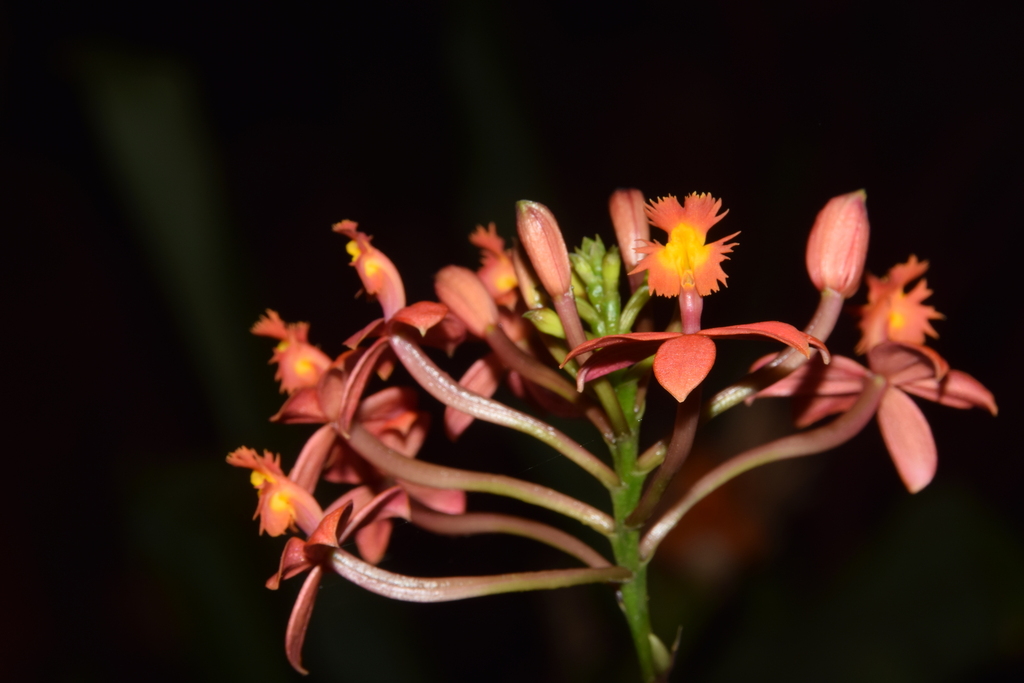 Epidendrum puniceoluteum F.Pinheiro & F.Barros