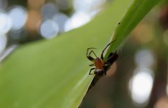 Araneus albotriangulus