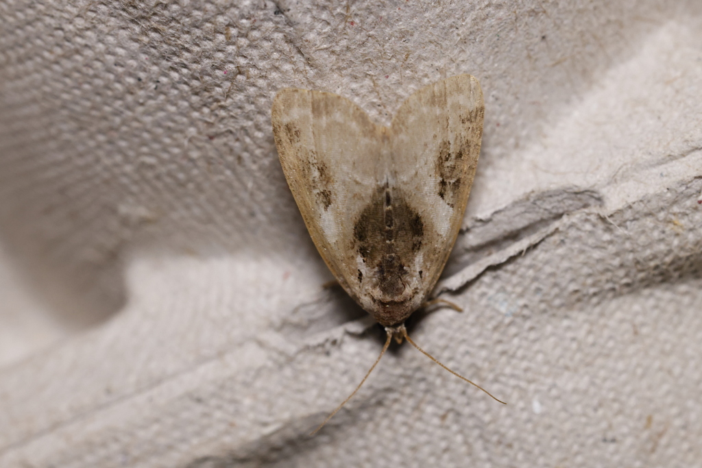 Blackdotted Glyph from Lambton County, ON, Canada on June 25, 2024 at
