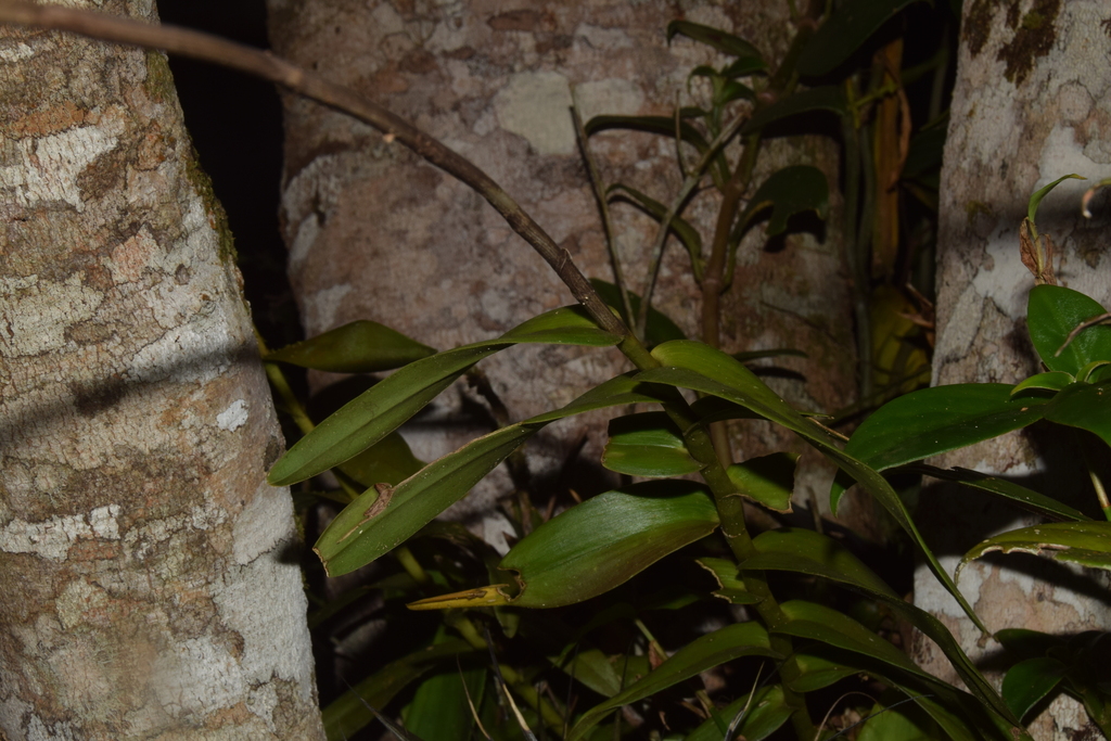 Epidendrum puniceoluteum F.Pinheiro & F.Barros 2