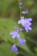 Lobelia gattingeri