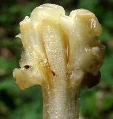 Quararibea funebris, photograph author not stated, no rights reserved