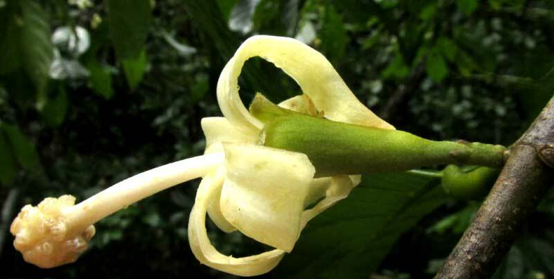 Funeral Tree (Quararibea funebris)