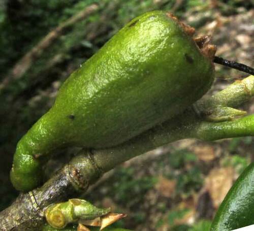 Quararibea funebris, photograph 2