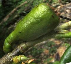 Quararibea funebris, photograph author not stated, no rights reserved