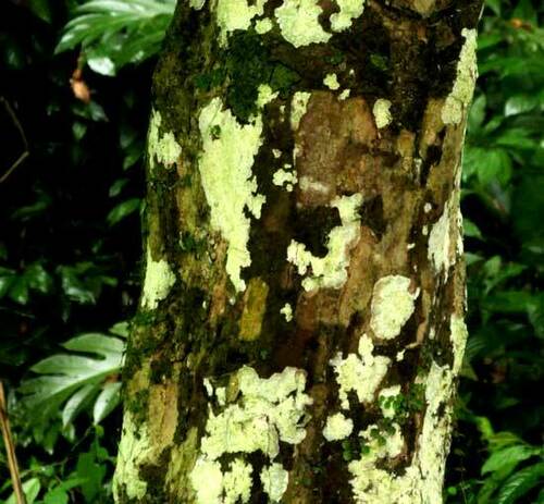 Quararibea funebris, photograph 4