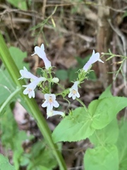 Penstemon kralii