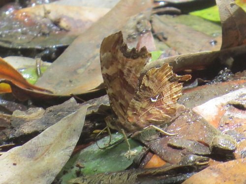 Satyr Comma photo 5