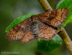 Leptostales rubromarginaria