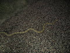 Bogertophis subocularis