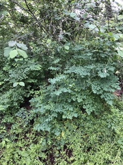 Thalictrum fendleri polycarpum
