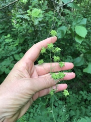 Thalictrum fendleri polycarpum