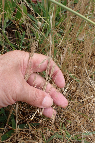 Image of Festuca fasciculata by no rights reserved