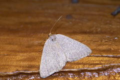 Taeniogramma tenebrosata