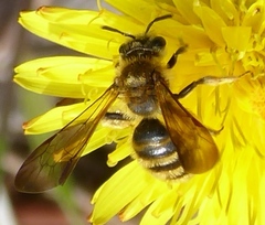 Euandrena