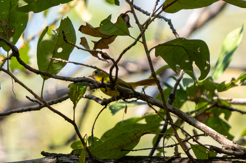 iNaturalist image