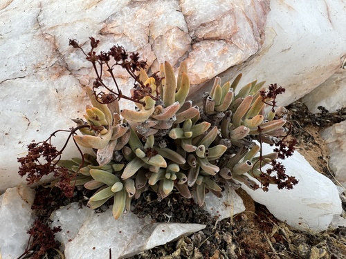 Crassula garibina
