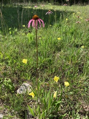 Echinacea simulata
