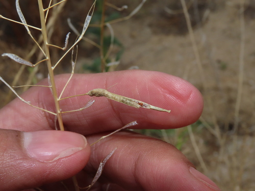 Asphondylia stefanii